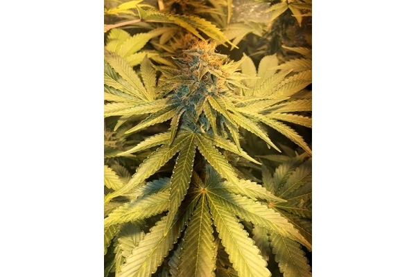 GG#4 (Zamnesia Seeds) Feminiserade GG#4 (Zamnesia Seeds) Feminiserade