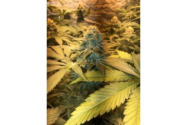 GG#4 (Zamnesia Seeds) Feminiserade GG#4 (Zamnesia Seeds) Feminiserade