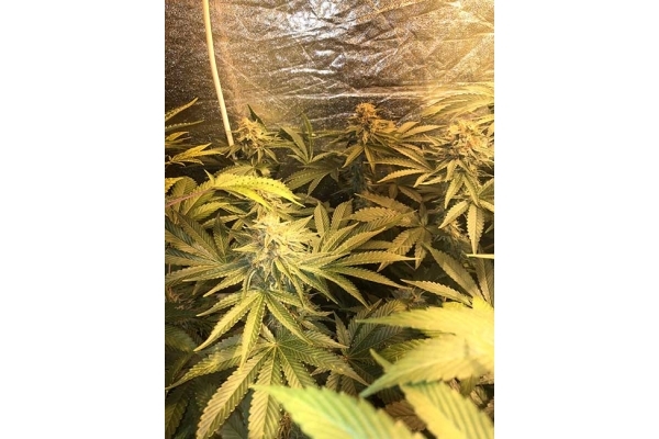 GG#4 (Zamnesia Seeds) Feminiserade GG#4 (Zamnesia Seeds) Feminiserade