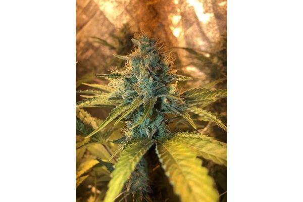 GG#4 (Zamnesia Seeds) Feminiserade GG#4 (Zamnesia Seeds) Feminiserade