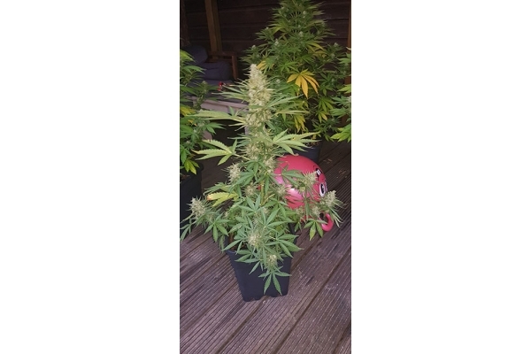 GG#4 (Zamnesia Seeds) Feminiserade GG#4 (Zamnesia Seeds) Feminiserade