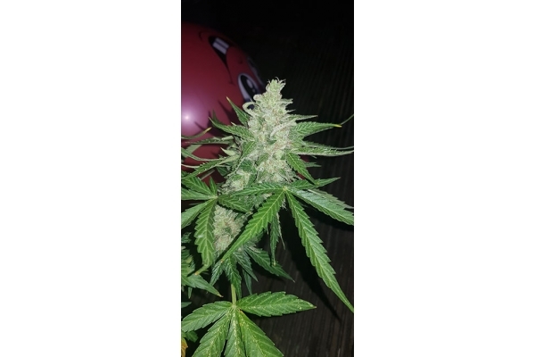 GG#4 (Zamnesia Seeds) Feminiserade GG#4 (Zamnesia Seeds) Feminiserade
