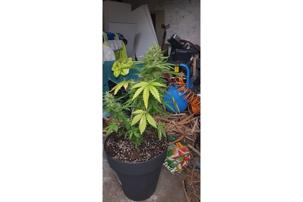 GG#4 (Zamnesia Seeds) Feminiserade GG#4 (Zamnesia Seeds) Feminiserade