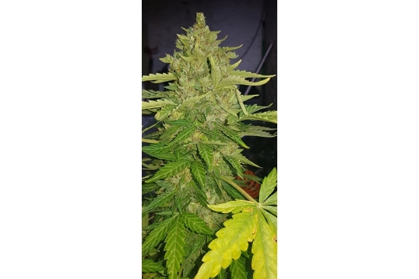 GG#4 (Zamnesia Seeds) Feminiserade GG#4 (Zamnesia Seeds) Feminiserade