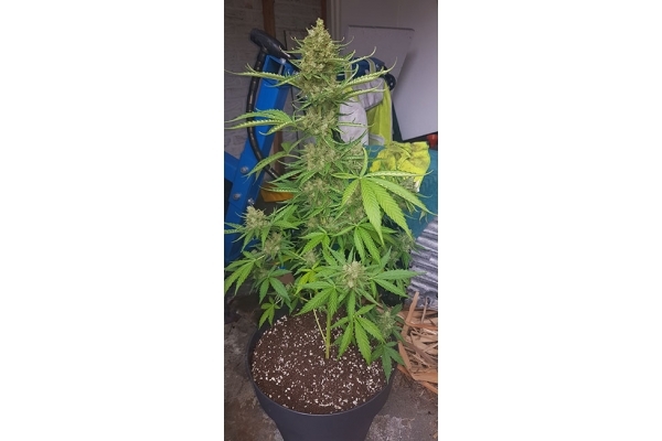GG#4 (Zamnesia Seeds) Feminiserade GG#4 (Zamnesia Seeds) Feminiserade