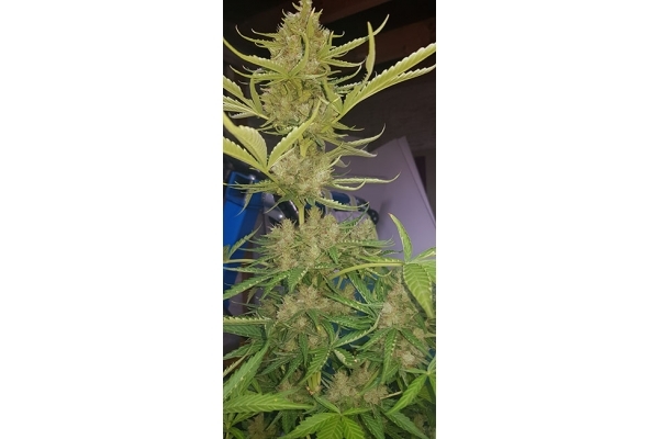 GG#4 (Zamnesia Seeds) Feminiserade GG#4 (Zamnesia Seeds) Feminiserade