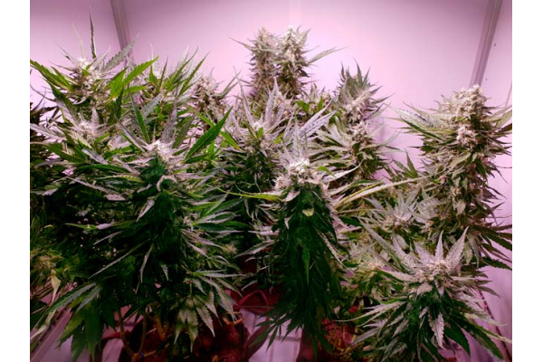 GG#4 (Zamnesia Seeds) Feminiserade GG#4 (Zamnesia Seeds) Feminiserade