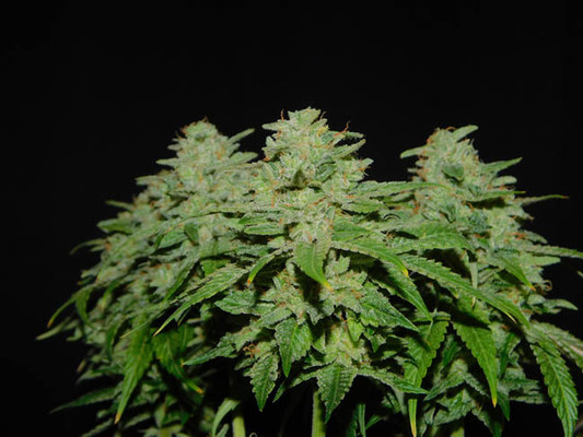 Tangerine G13 (Amsterdam Genetics) Feminiserade Tangerine G13 (Amsterdam Genetics) Feminiserade