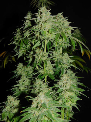 Tangerine G13 (Amsterdam Genetics) Feminiserade Tangerine G13 (Amsterdam Genetics) Feminiserade