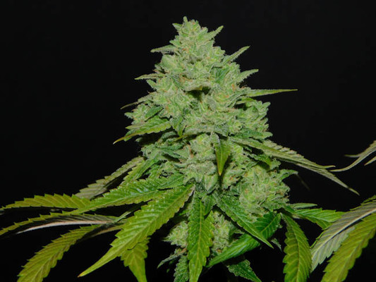 Tangerine G13 (Amsterdam Genetics) Feminiserade Tangerine G13 (Amsterdam Genetics) Feminiserade
