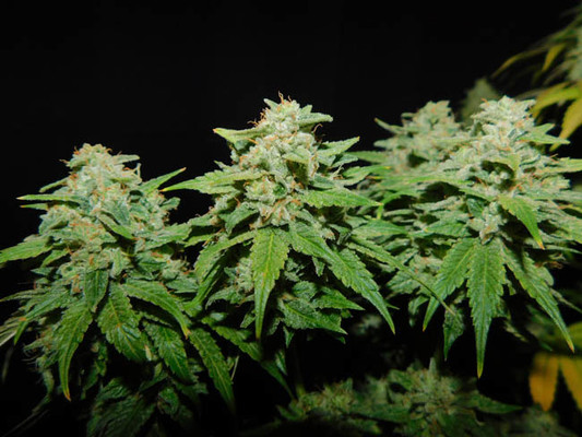 Tangerine G13 (Amsterdam Genetics) Feminiserade Tangerine G13 (Amsterdam Genetics) Feminiserade