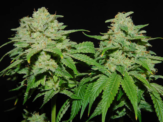 Tangerine G13 (Amsterdam Genetics) Feminiserade Tangerine G13 (Amsterdam Genetics) Feminiserade
