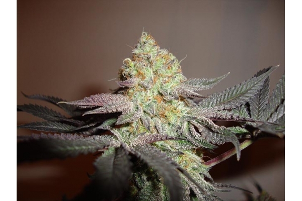 Girl Scout Cookies (Zamnesia Seeds) Feminiserade Girl Scout Cookies (Zamnesia Seeds) Feminiserade