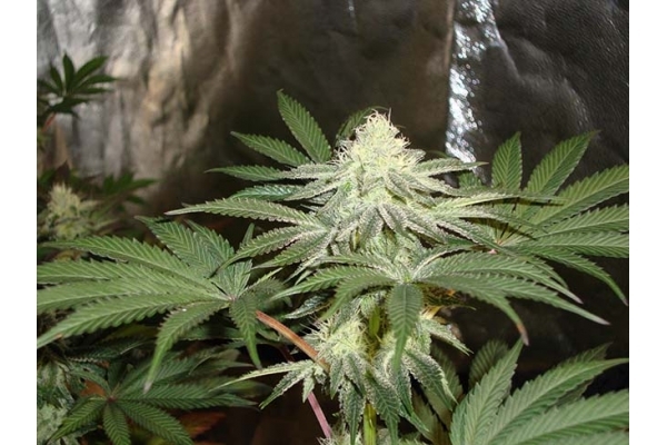 Girl Scout Cookies (Zamnesia Seeds) Feminiserade Girl Scout Cookies (Zamnesia Seeds) Feminiserade