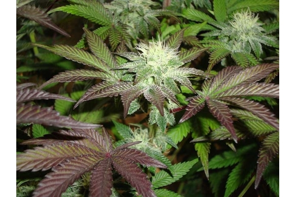 Girl Scout Cookies (Zamnesia Seeds) Feminiserade Girl Scout Cookies (Zamnesia Seeds) Feminiserade