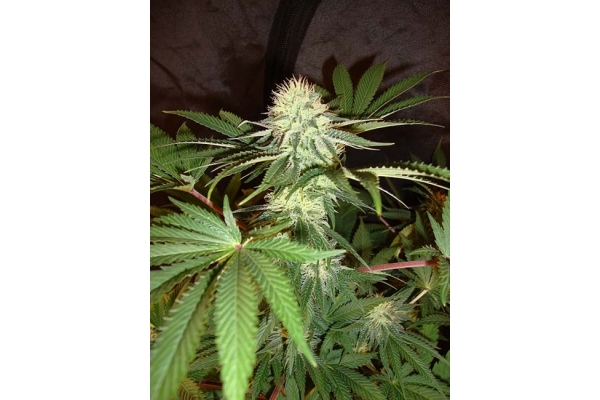 Girl Scout Cookies (Zamnesia Seeds) Feminiserade Girl Scout Cookies (Zamnesia Seeds) Feminiserade