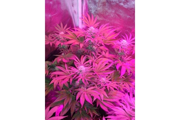 Girl Scout Cookies (Zamnesia Seeds) Feminiserade Girl Scout Cookies (Zamnesia Seeds) Feminiserade
