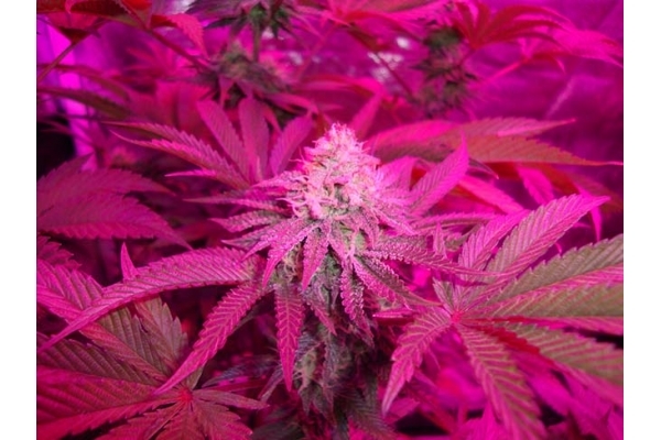 Girl Scout Cookies (Zamnesia Seeds) Feminiserade Girl Scout Cookies (Zamnesia Seeds) Feminiserade
