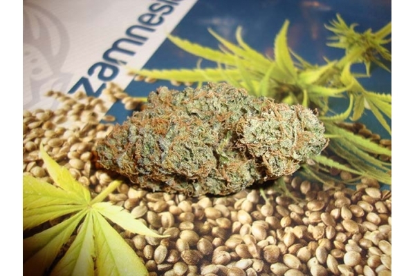 Girl Scout Cookies (Zamnesia Seeds) Feminiserade Girl Scout Cookies (Zamnesia Seeds) Feminiserade