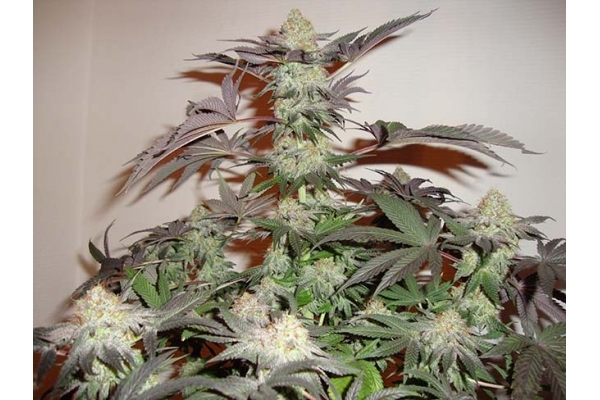 Girl Scout Cookies (Zamnesia Seeds) Feminiserade Girl Scout Cookies (Zamnesia Seeds) Feminiserade