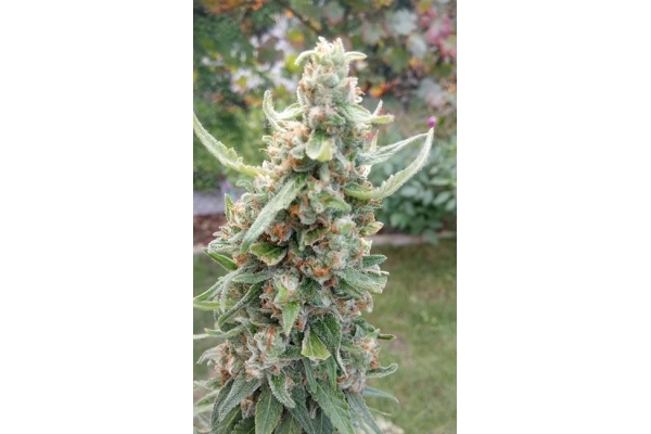 Girl Scout Cookies (Zamnesia Seeds) Feminiserade Girl Scout Cookies (Zamnesia Seeds) Feminiserade