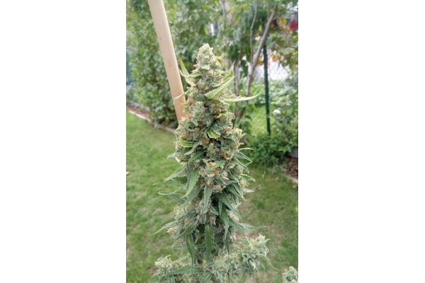 Girl Scout Cookies (Zamnesia Seeds) Feminiserade Girl Scout Cookies (Zamnesia Seeds) Feminiserade