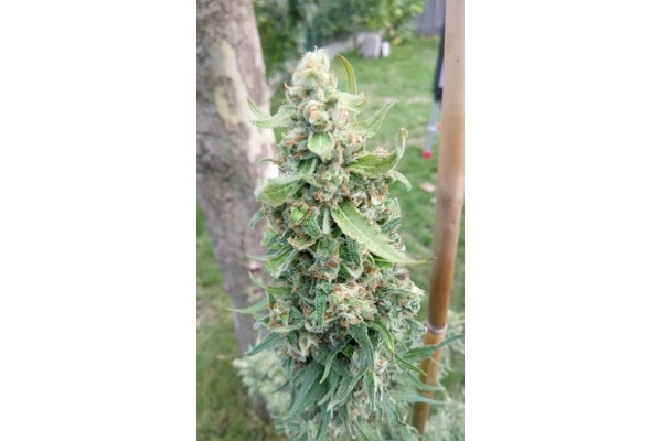 Girl Scout Cookies (Zamnesia Seeds) Feminiserade Girl Scout Cookies (Zamnesia Seeds) Feminiserade