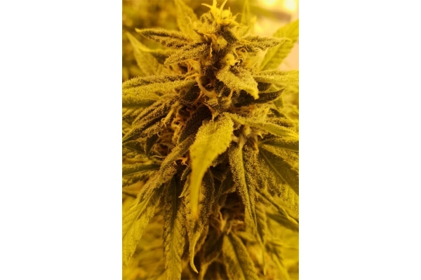 Girl Scout Cookies (Zamnesia Seeds) Feminiserade Girl Scout Cookies (Zamnesia Seeds) Feminiserade