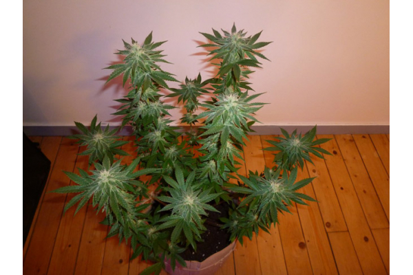 Girl Scout Cookies (Zamnesia Seeds) Feminiserade Girl Scout Cookies (Zamnesia Seeds) Feminiserade