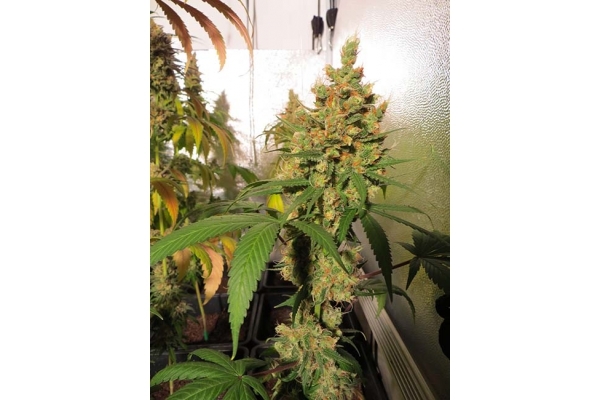 Banana (Zamnesia Seeds) Feminiserade Banana (Zamnesia Seeds) Feminiserade