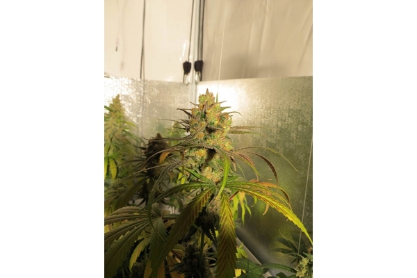 Banana (Zamnesia Seeds) Feminiserade Banana (Zamnesia Seeds) Feminiserade