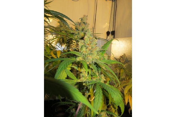 Banana (Zamnesia Seeds) Feminiserade Banana (Zamnesia Seeds) Feminiserade