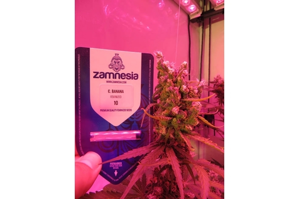 Banana (Zamnesia Seeds) Feminiserade Banana (Zamnesia Seeds) Feminiserade
