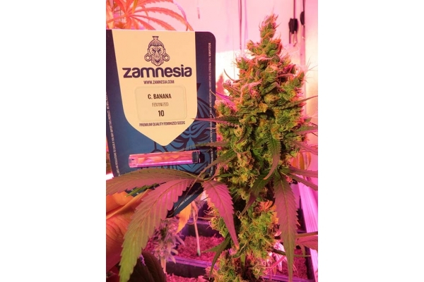 Banana (Zamnesia Seeds) Feminiserade Banana (Zamnesia Seeds) Feminiserade