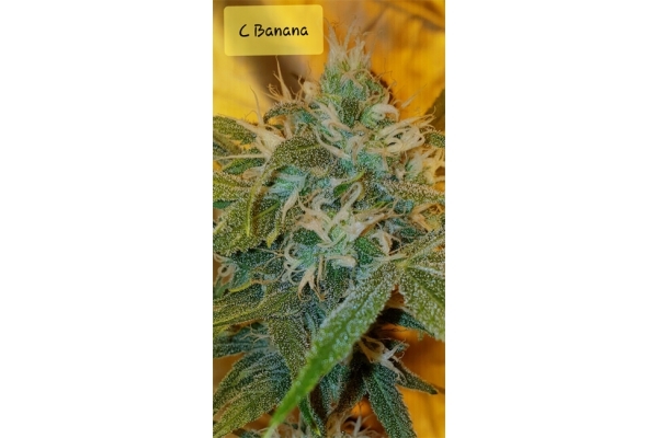 Banana (Zamnesia Seeds) Feminiserade Banana (Zamnesia Seeds) Feminiserade