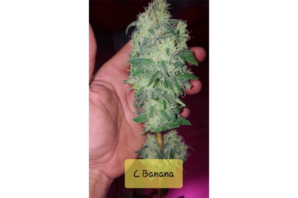 Banana (Zamnesia Seeds) Feminiserade Banana (Zamnesia Seeds) Feminiserade