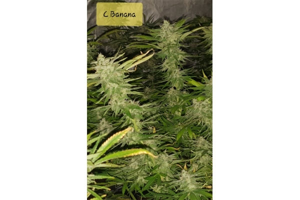 Banana (Zamnesia Seeds) Feminiserade Banana (Zamnesia Seeds) Feminiserade