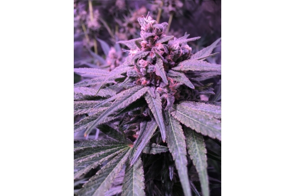 Banana (Zamnesia Seeds) Feminiserade Banana (Zamnesia Seeds) Feminiserade