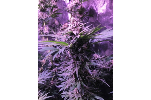 Banana (Zamnesia Seeds) Feminiserade Banana (Zamnesia Seeds) Feminiserade