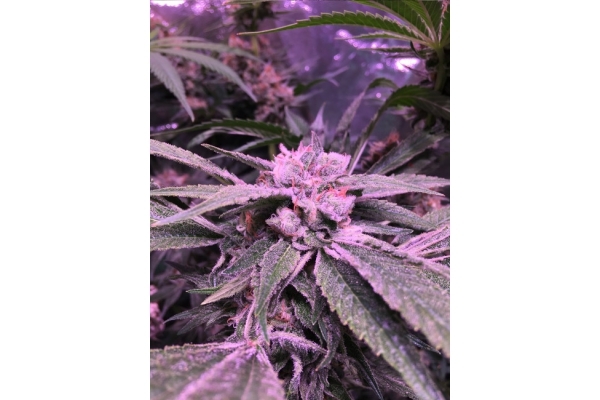 Banana (Zamnesia Seeds) Feminiserade Banana (Zamnesia Seeds) Feminiserade