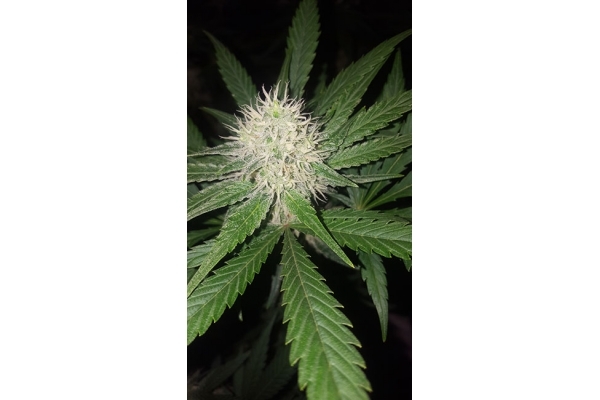 Lemon Power Haze (Zamnesia Seeds) Feminiserade Lemon Power Haze (Zamnesia Seeds) Feminiserade