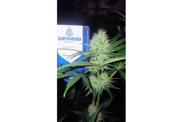 Lemon Power Haze (Zamnesia Seeds) Feminiserade Lemon Power Haze (Zamnesia Seeds) Feminiserade