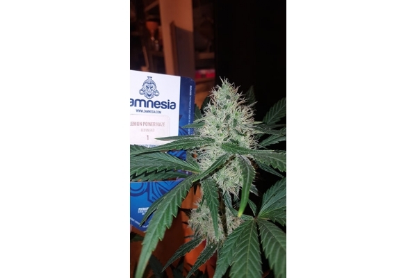 Lemon Power Haze (Zamnesia Seeds) Feminiserade Lemon Power Haze (Zamnesia Seeds) Feminiserade