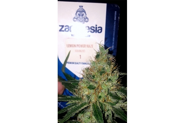 Lemon Power Haze (Zamnesia Seeds) Feminiserade Lemon Power Haze (Zamnesia Seeds) Feminiserade
