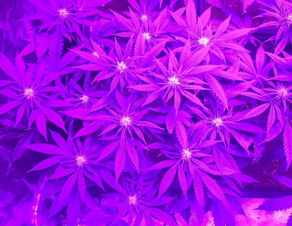 Lemon Power Haze (Zamnesia Seeds) Feminiserade Lemon Power Haze (Zamnesia Seeds) Feminiserade