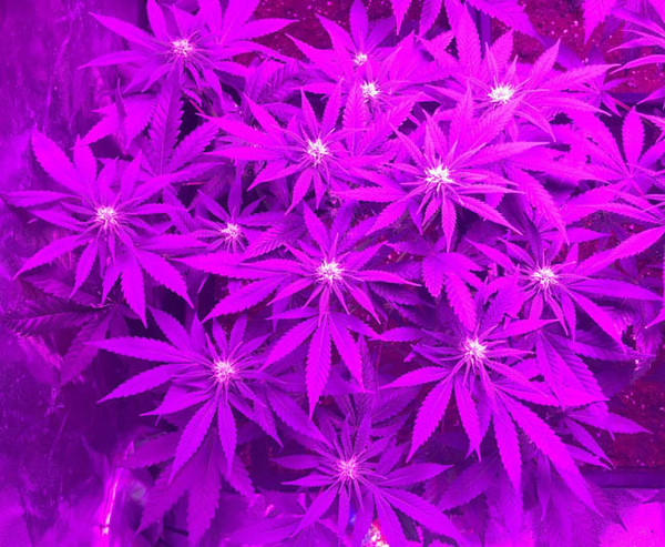 Lemon Power Haze (Zamnesia Seeds) Feminiserade Lemon Power Haze (Zamnesia Seeds) Feminiserade