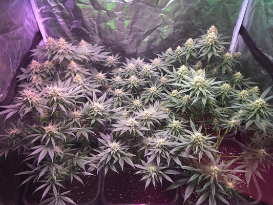 Lemon Power Haze (Zamnesia Seeds) Feminiserade Lemon Power Haze (Zamnesia Seeds) Feminiserade