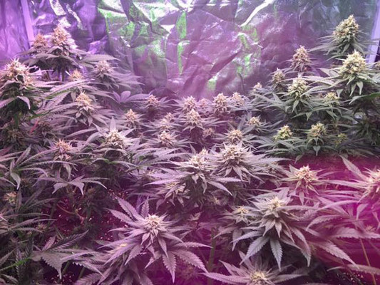 Lemon Power Haze (Zamnesia Seeds) Feminiserade Lemon Power Haze (Zamnesia Seeds) Feminiserade