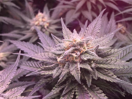 Lemon Power Haze (Zamnesia Seeds) Feminiserade Lemon Power Haze (Zamnesia Seeds) Feminiserade