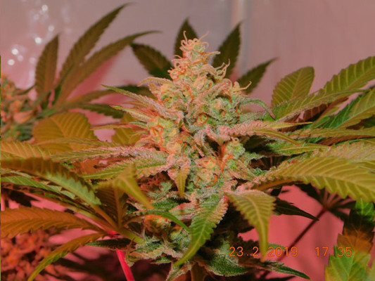 Lemon Power Haze (Zamnesia Seeds) Feminiserade Lemon Power Haze (Zamnesia Seeds) Feminiserade